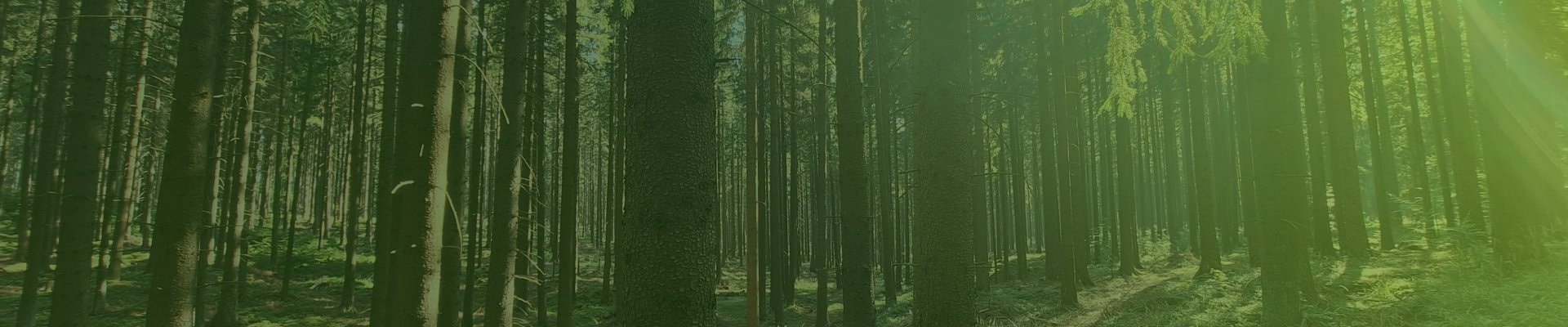 Palivové dřevo / kulatina k pořezu